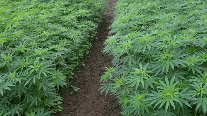 Kenevir Yetiştiriciliğinde Tarihi Adım: 21 İl için Üretim Onayı