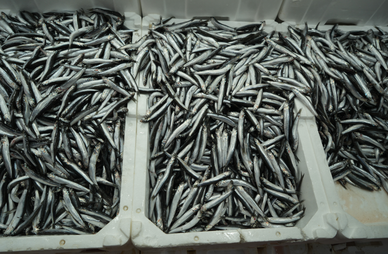 Türkiye’nin İhracat Başarısı: Avrupa'ya Hızla Artan Gönderimler